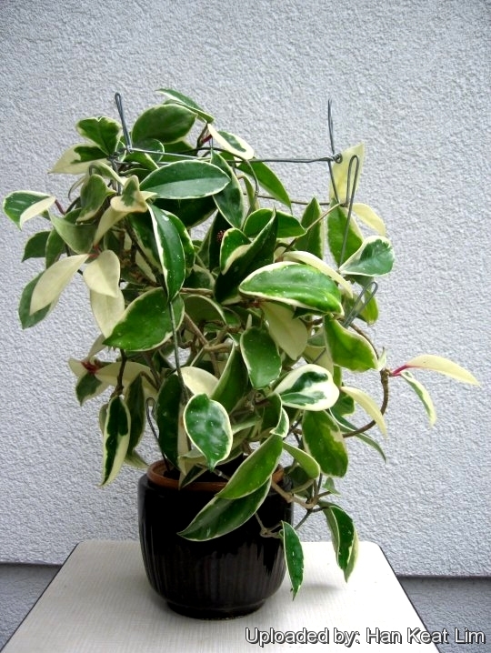 Hoya Rubra variegated hoya wax plant 