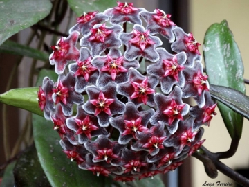 Soin des plantes Hoya pubicalyx