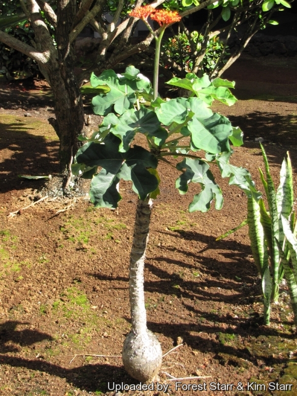 Euphorbiaceae Root tuber plants Garden Bonsai Jatropha podagrica Hook 