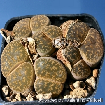 Details about   Lithops Lesliei Warrenton living stone 2.5" Mini Pot
