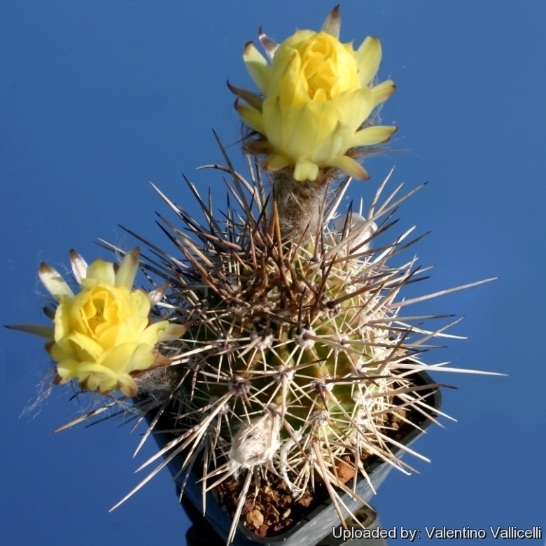 LOBIVIA LEUCOMALLA  4cm white spined cactus with large yellow flowers 