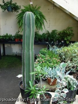 Lophocereus marginatus
