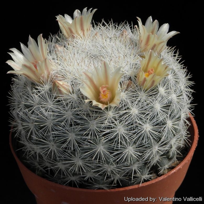 exotic cacti rare cactus plant seed 500 SEEDS COLOR MAMMILLARIA MIX 