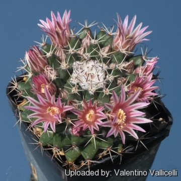 Mammillaria rubrograndis Cactus Cacti Succulent Real Live Plant
