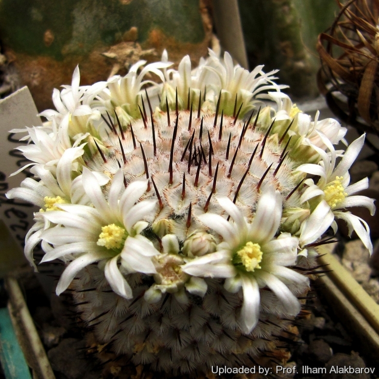 10 FRESH SEEDS Mammillaria perezdelarosae subs andersoniana H 
