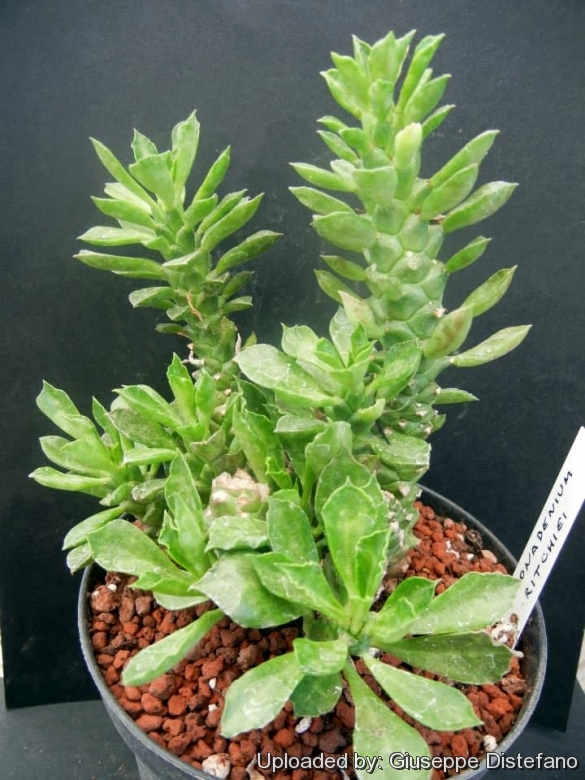Entretien des plantes Monadenium ritchiei