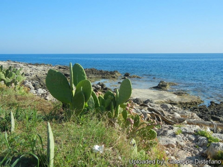 Plants groving on the seaside near Fontane Bianche, Siracusa, Sicily, Italy.