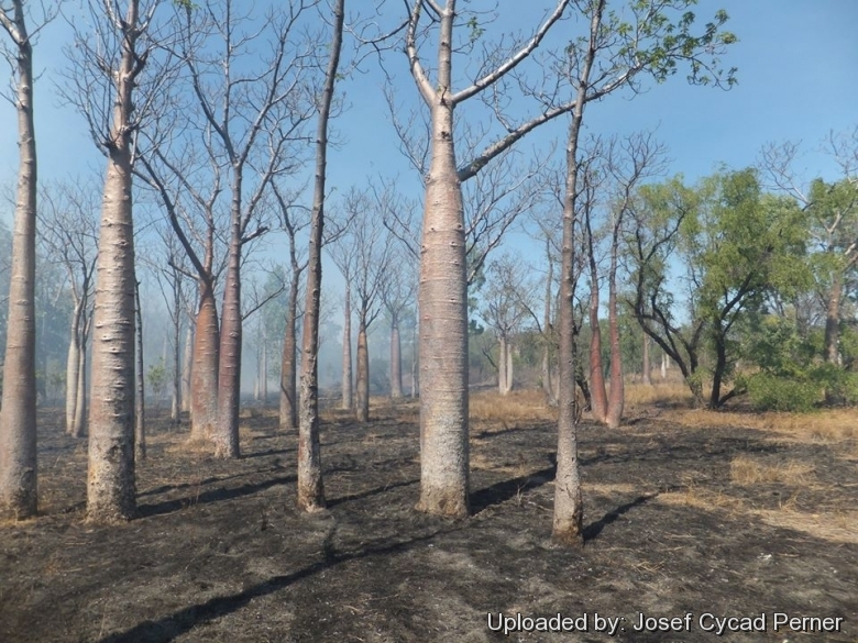 Boab trees in Bush fire.