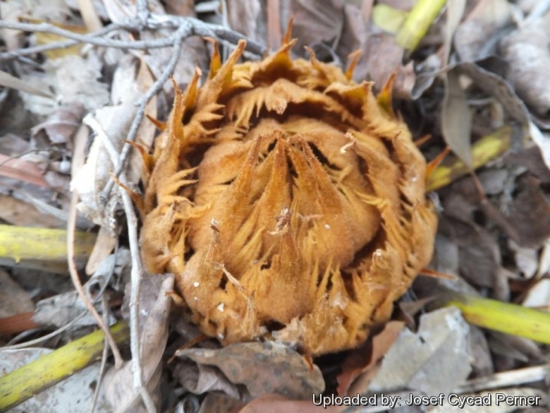 Cycas siamensis. Receptive Female cone in the collection at Jurassic Cycad Gardens.