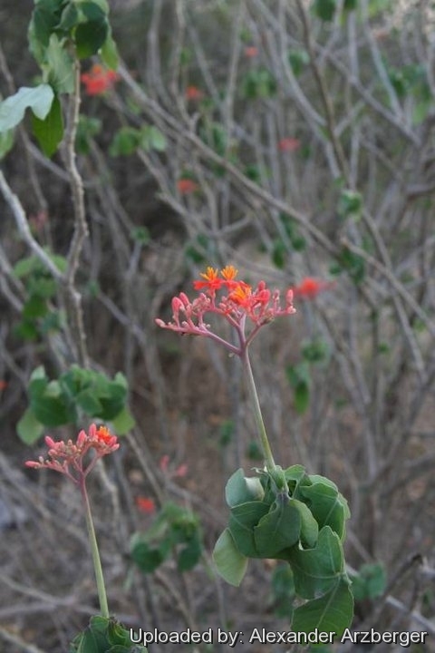 Jatropha podagrica — Flowering habit, Paraguay.