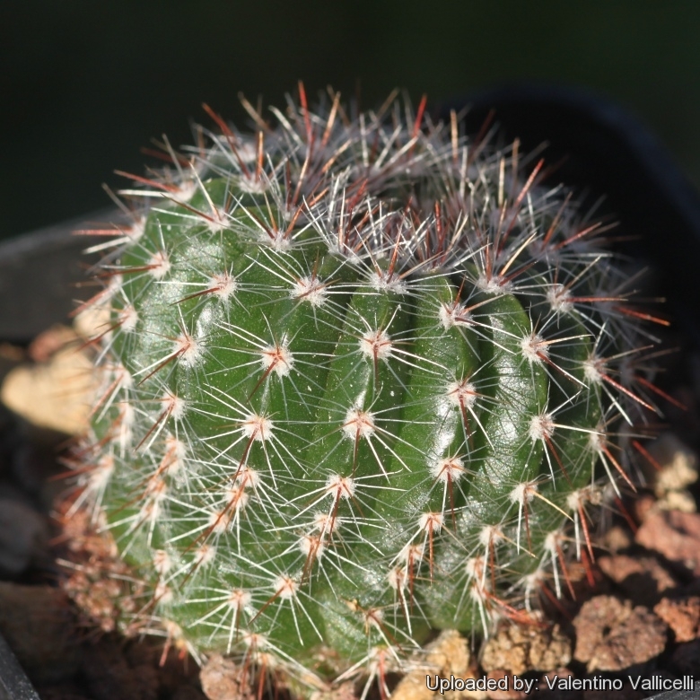 Notocactus MIX @J@ exotic Parodiacactus rare succulent cacti seed lot 2000 SEEDS 