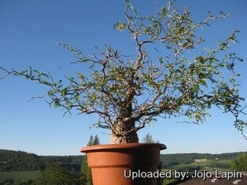 Operculicarya pachypus