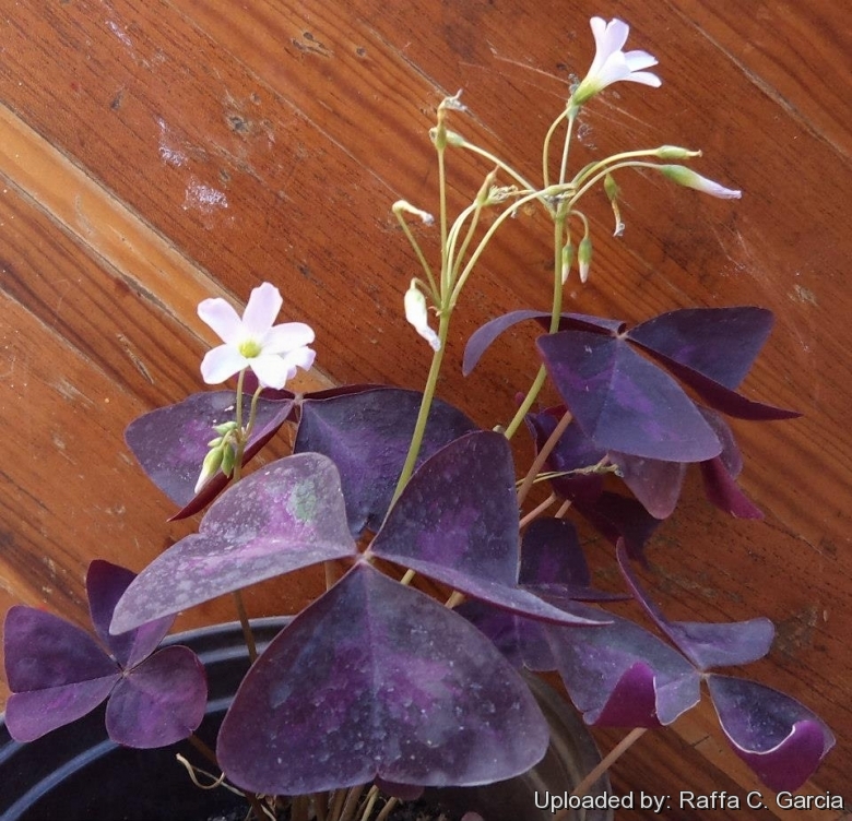 Oxalis Triangularis