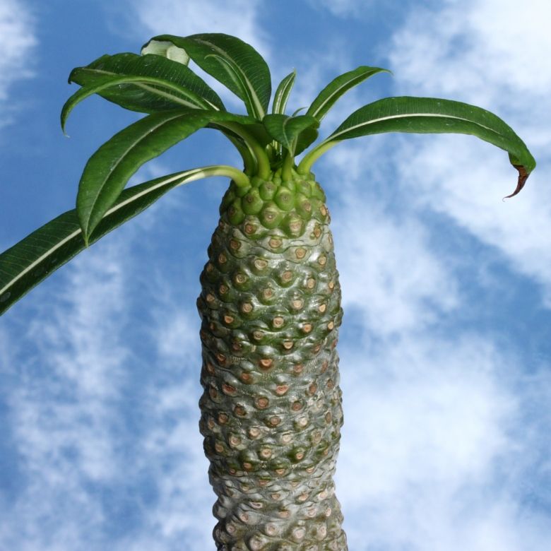 Pachypodium lamerei ''inermis'' (Spineless Madagascar Palm)