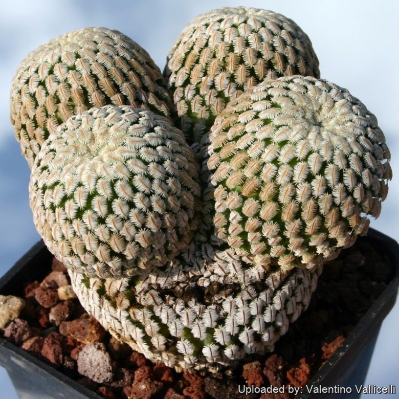 Mammillaria pectinifera