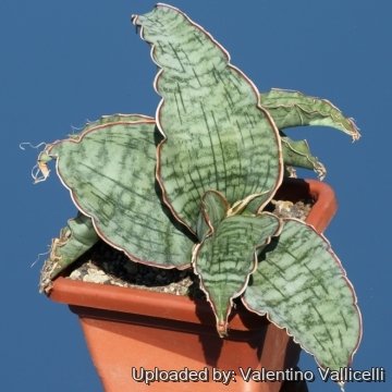Sansevieria kirkii cv. Silver Blue 