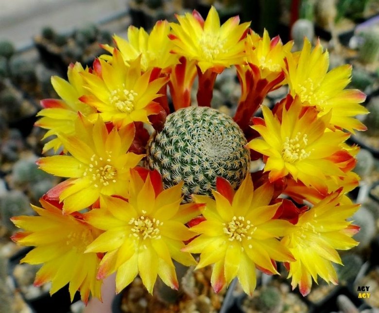 Semis de Sulcorebutia (cactus) Sulcorebutia_heliosoides_24109_l