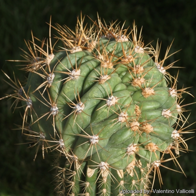 Trichocereus Pasacana XL no ariocarpus copiapoa aztekium cactus kakteen