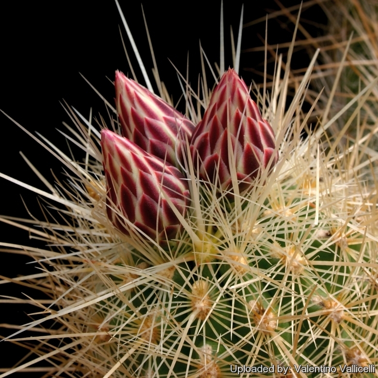 Thelocactus bicolor cactus flowering plants potted Garden decoration Plants 3cm 