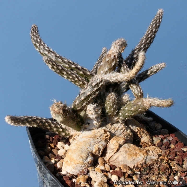 Details about   1pcs Pterocactus tuberosus Opuntia chaffeyi cactus Succulent plants high 7-10cm 