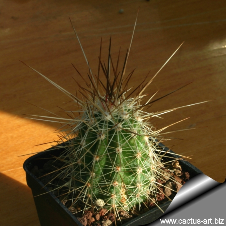 Echinocereus stramineus 25 Seeds - Straw Colored Hedgehog Cactus