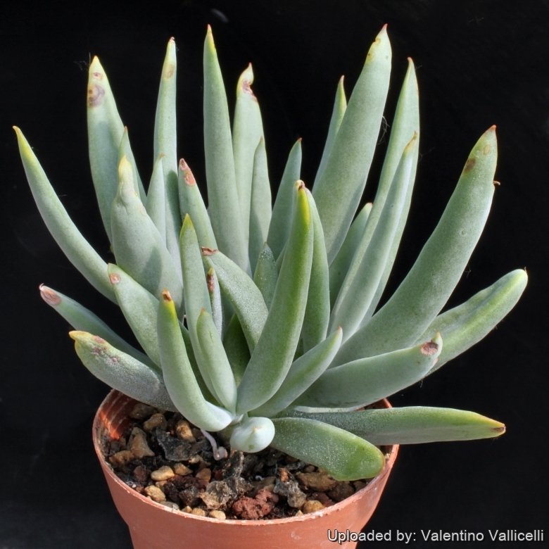 cotyledon orbiculata var oblonga