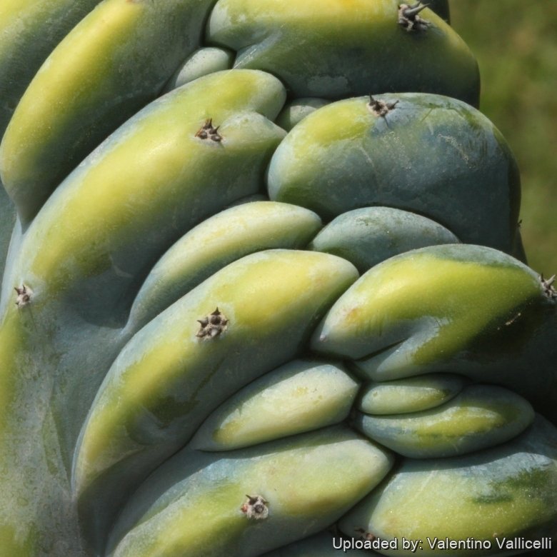 myrtillocactus-geometrizans-fruit