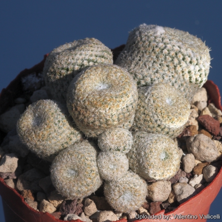 Neochilenia/Thelocephala challensis new species cactus RARE! 50 seeds 