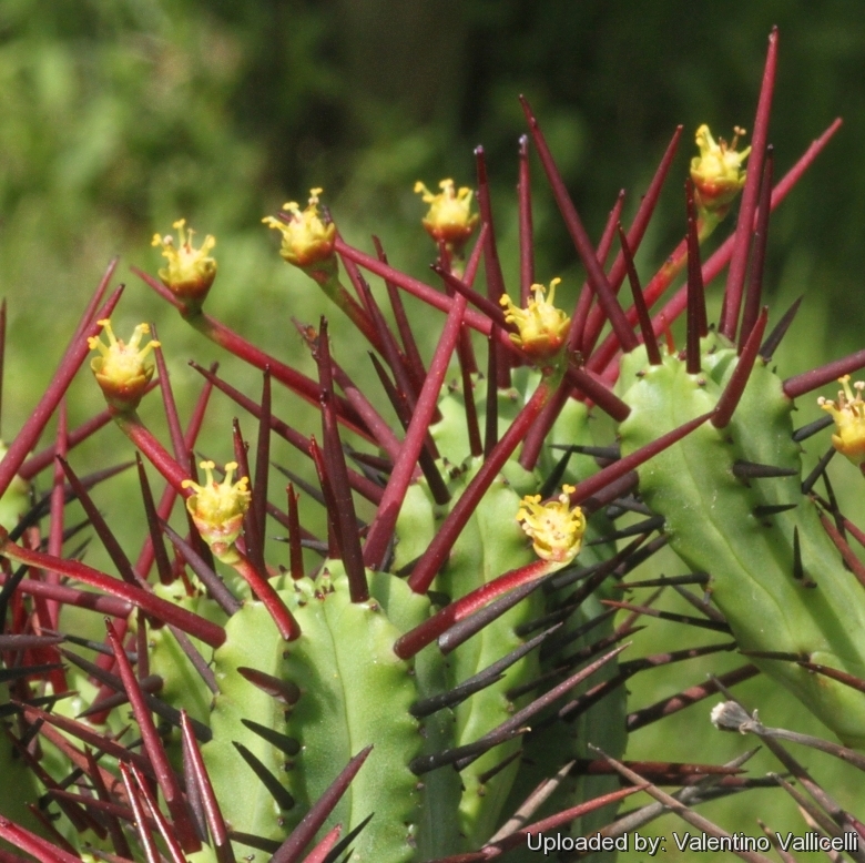 Euphorbia enopla Boiss.var.enopla cactus Succulent Garden beautiful Live  Plants