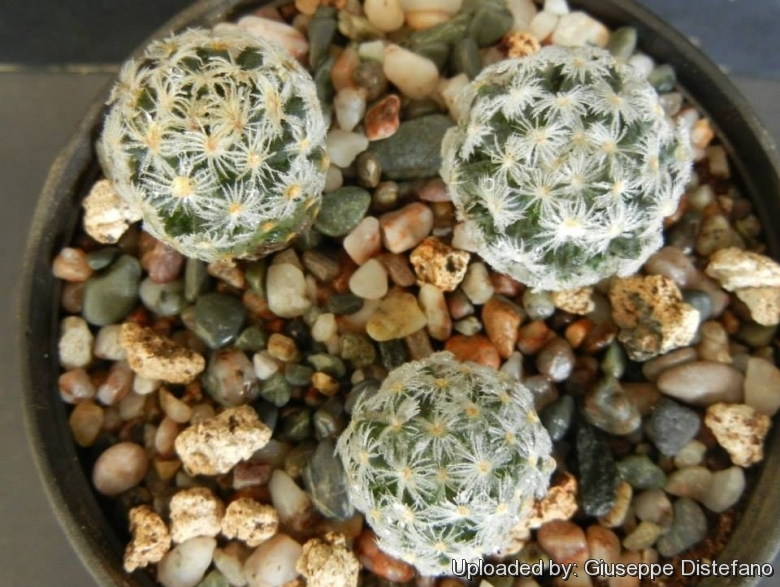 SCHIEDEANA CACTUS FROM MEXICO ON OWN ROOTS 2" TALL Details about   MAMMILLARIA SCHIEDEANA SSP 