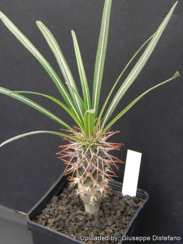 Pachypodium geayi //// Madagaskarpalme //// 7778