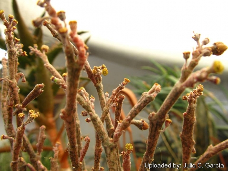 A vegetable zombie: Euphorbia platyclada