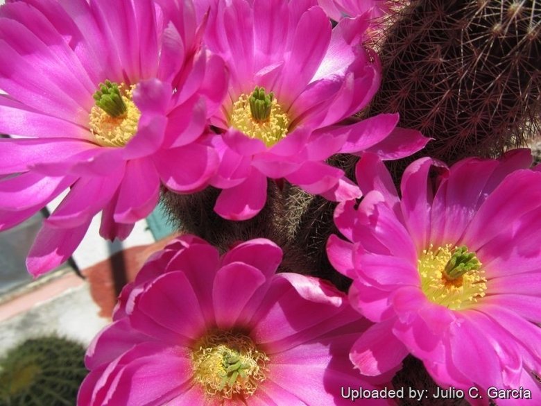 Echinocereus Sciurus subs Floresii Echinocereus Sciurus subs Floresii