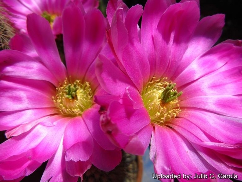 Echinocereus Sciurus subs Floresii Echinocereus Sciurus subs Floresii