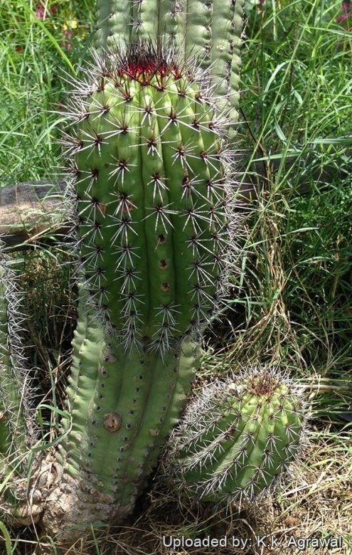 Stenocereus thurberi