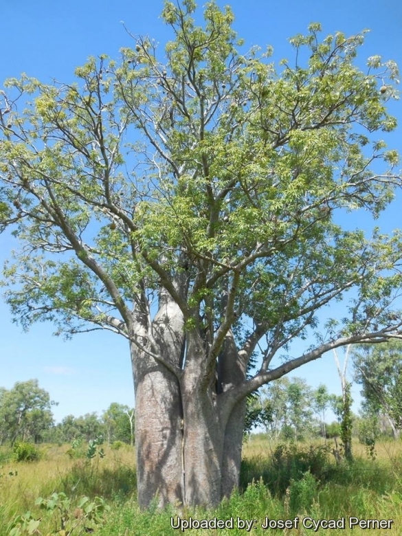 ❀⊱ Adansonia ✿ GREGORII Australiano Baobab ✿ ALBERO PIANTA BONSAI CAUDEX Semi ✿ 5 