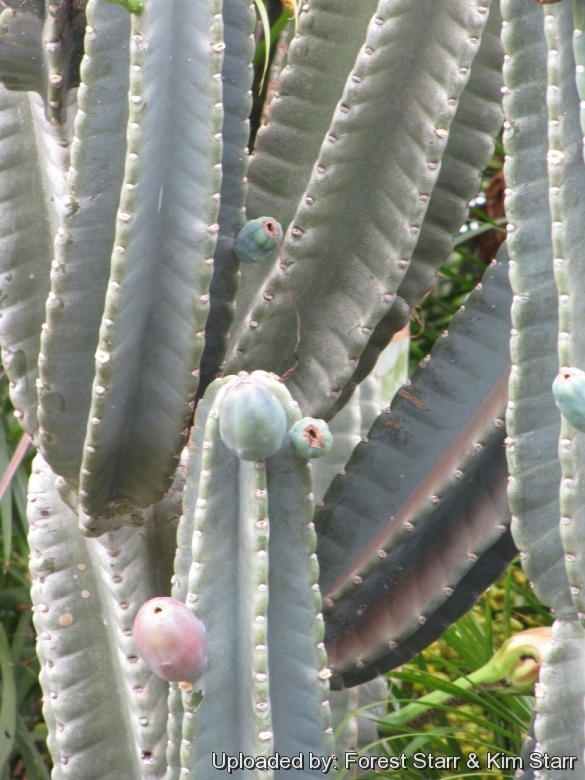 25 TWISTED "RARE" Cereus Peruvianus Repandus Peruvian Apple Cactus Seeds