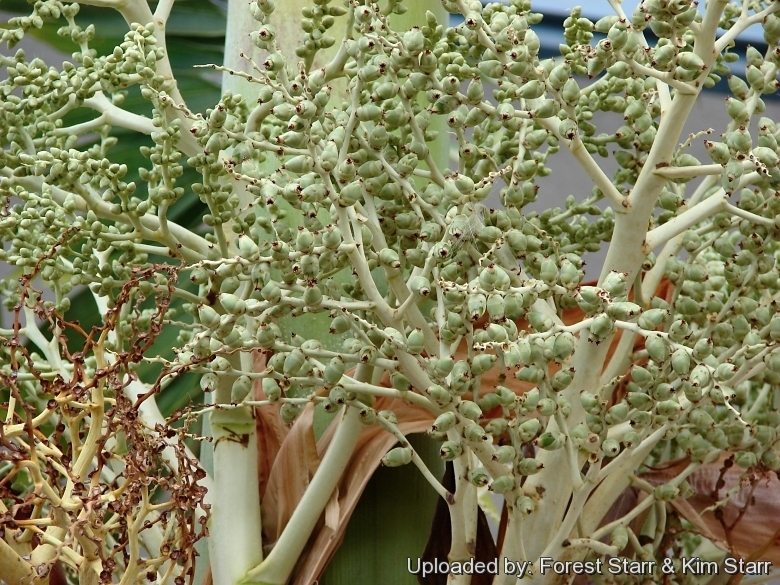 Adonidia merrillii (Veitchia merrillii- Palmier de manille) 50L Stipe  120/140cm total 200/250cm Couleur floraison Blanche Taille 50L Stipe  120/140cm