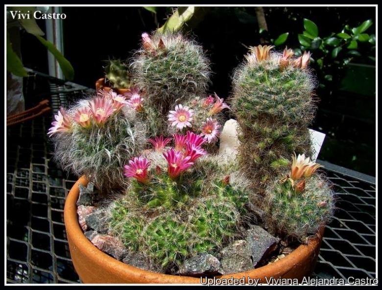 Cactus bocasanus