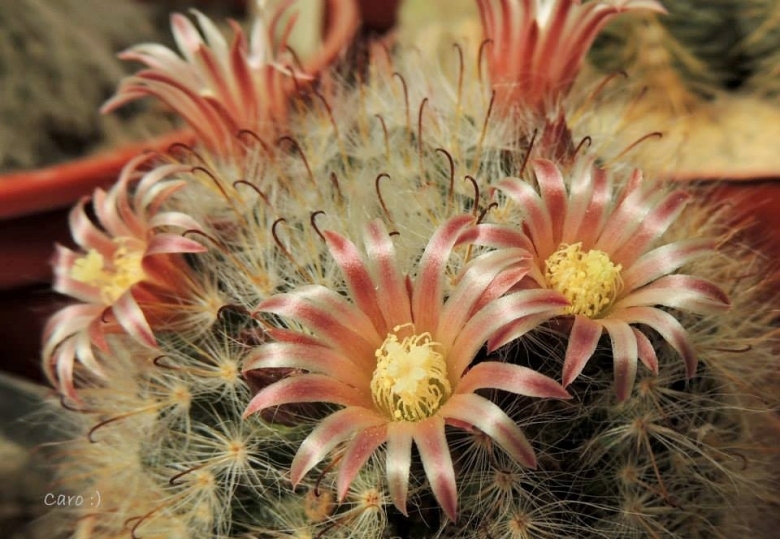 Cactus bocasanus