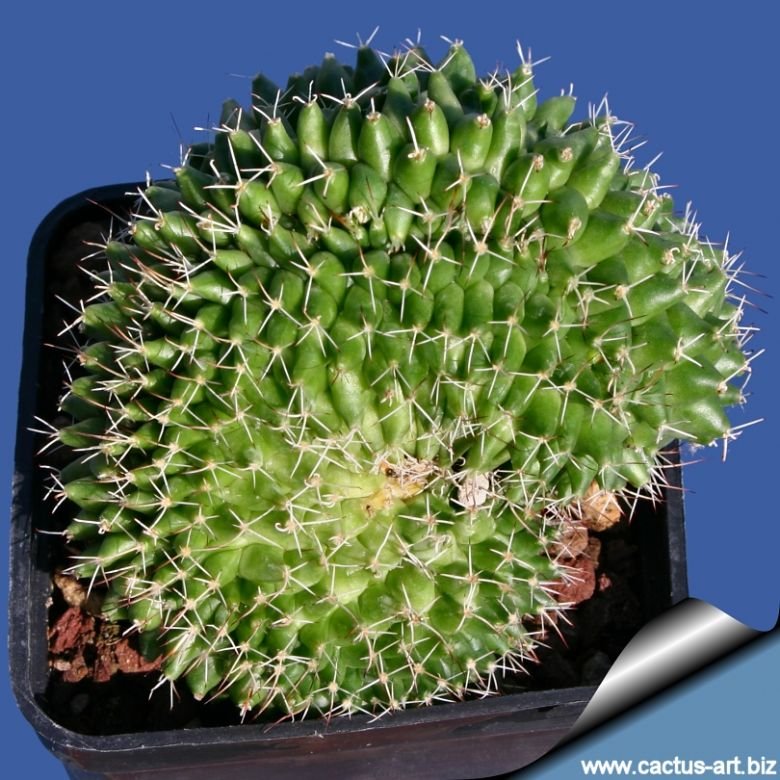 Mammillaria compressa f. cristata