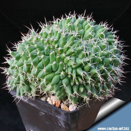 Mammillaria compressa f. cristata