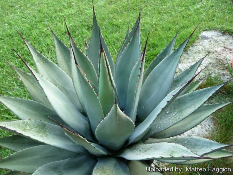 Agave parryi