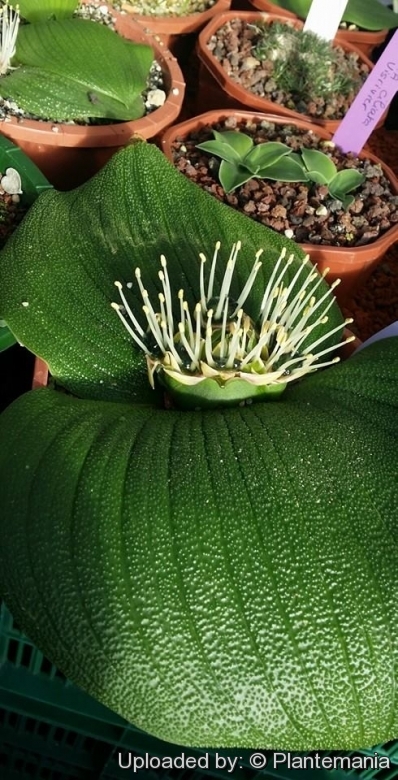 VERY RARE & BIZZARE bulbous ornamental plant geophyte Massonia depressa