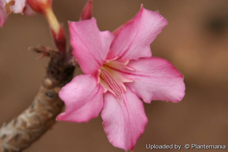 Bottle-tree desert rose (Adenium obesum socotranum) endemic to