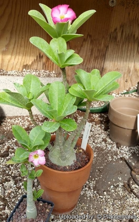 Details about   Adenium arabicum Desert Rose Caudex Caudiciforms Succulent Tropical 12" TALL 