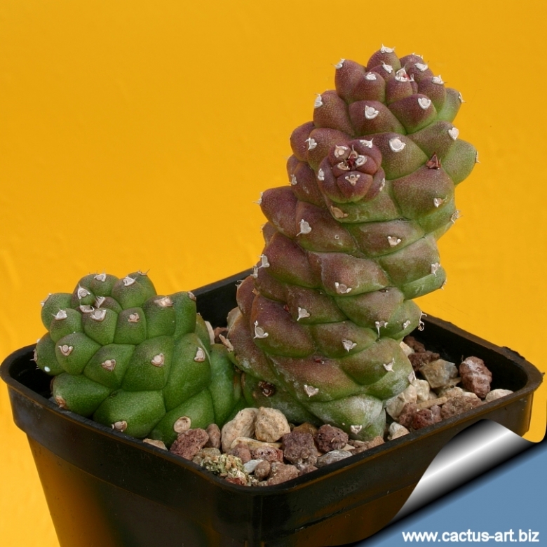 Monadenium ritchiei ssp.nyambense cactus Succulent plants Home Bonsai Decor