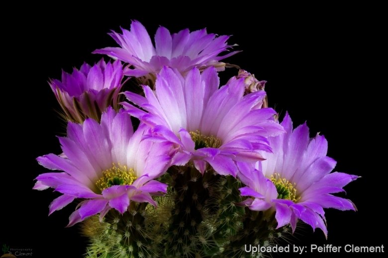 Echinocereus Sciurus subs Floresii Echinocereus Sciurus subs Floresii