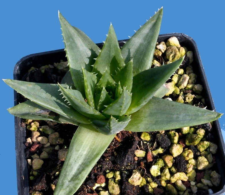 coupon Wasserette Competitief Aloe polyphylla