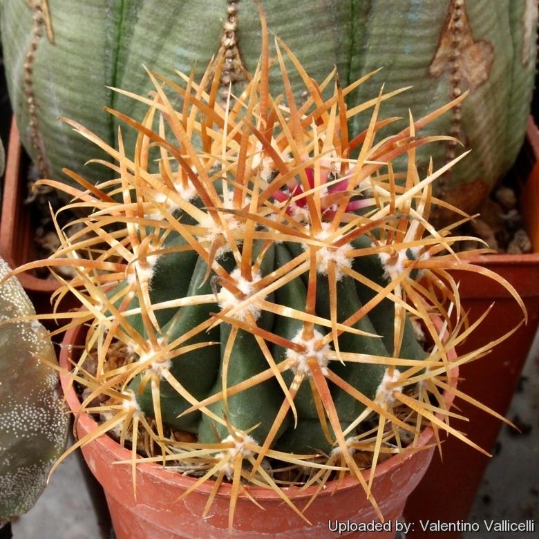 Super spines ferocactus chrysacanthus 10 seeds rare echinocactus 